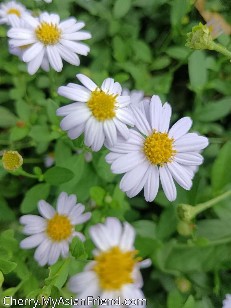 Cherry's personal blog photo 1 added Wednesday the 1st of October 2025